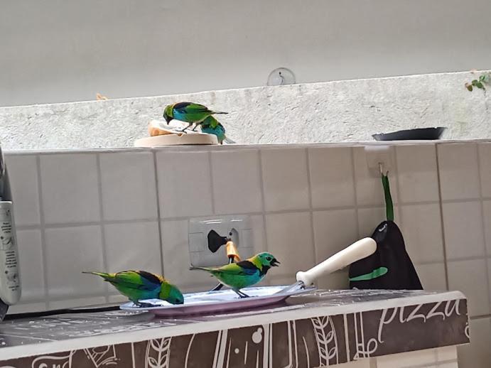 Homestay Nature Em Ilhabela,proxima As Melhores Praias Do Sul